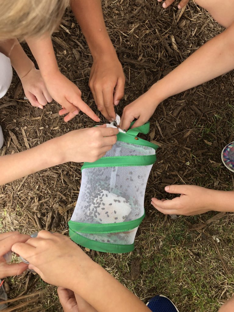 Life Cycle Activities for Kids (Plants & Animals Made Easy) studying ladybugs in the classroom