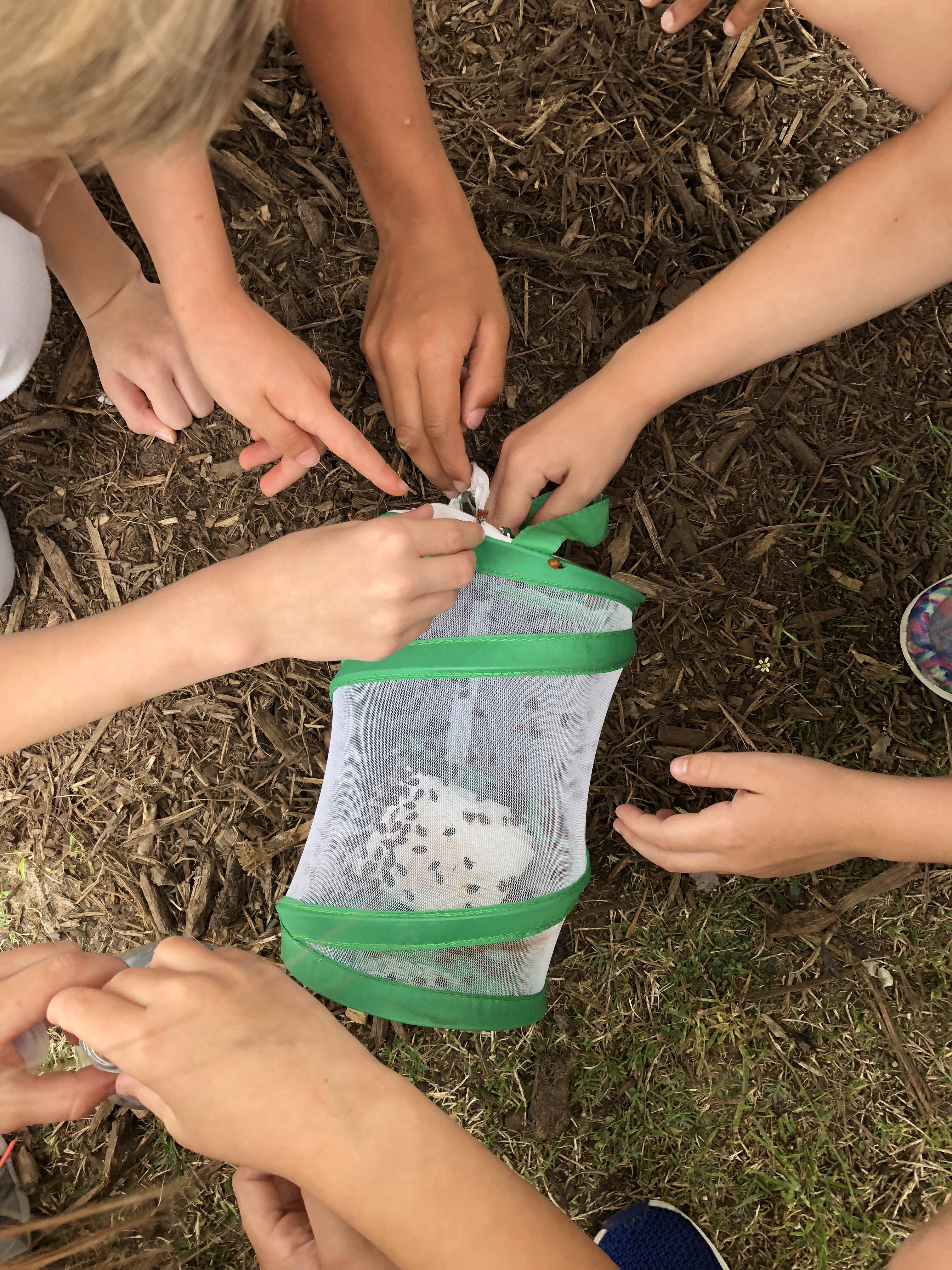 studying ladybugs in the classroom