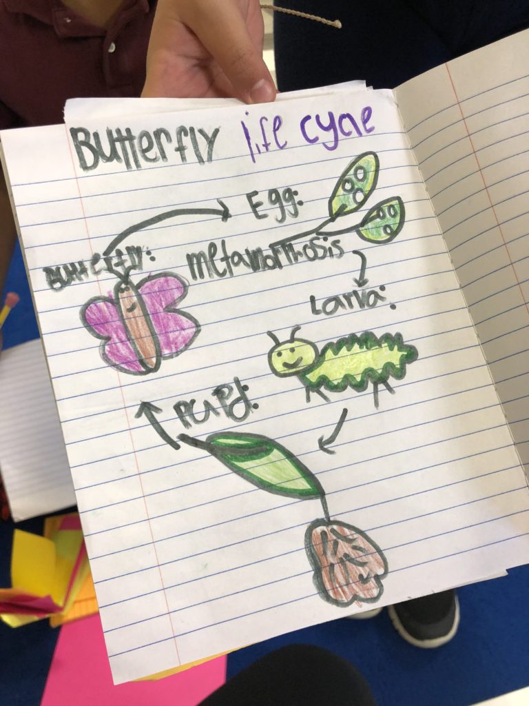 Life Cycle Activities for Kids (Plants & Animals Made Easy) Life Cycle activities for kids