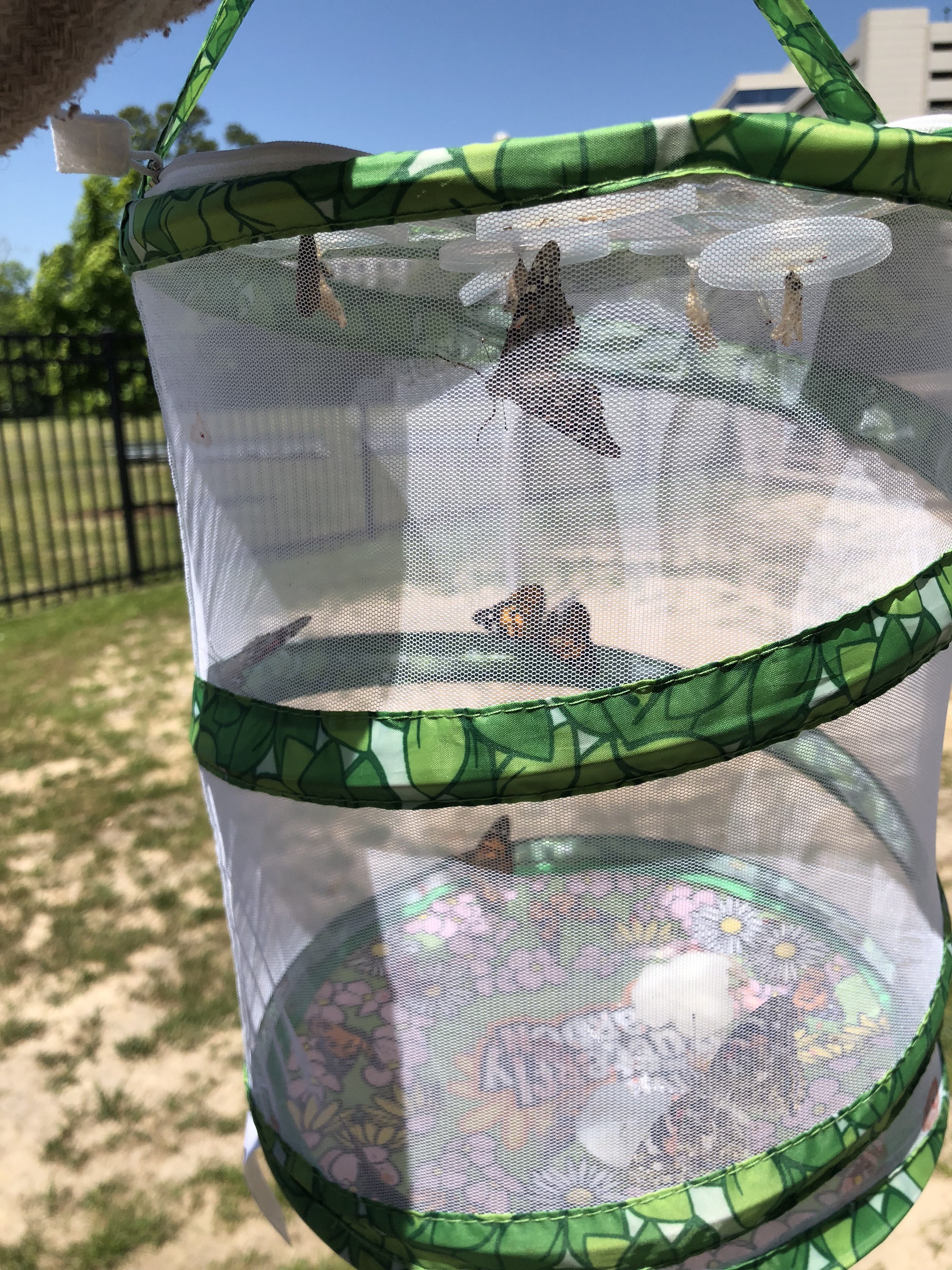 studying butterflies in the classroom