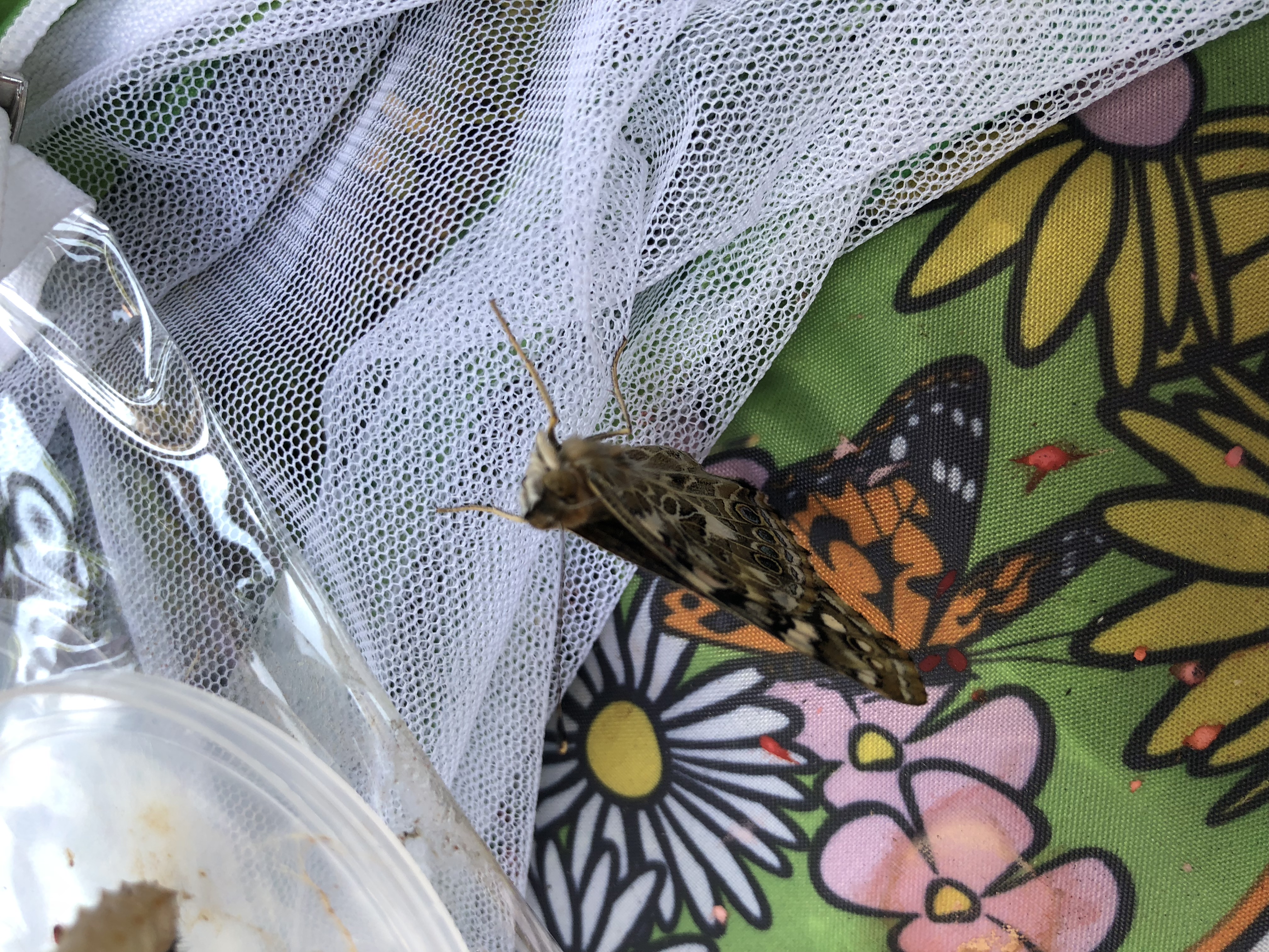 studying butterflies in the classroom