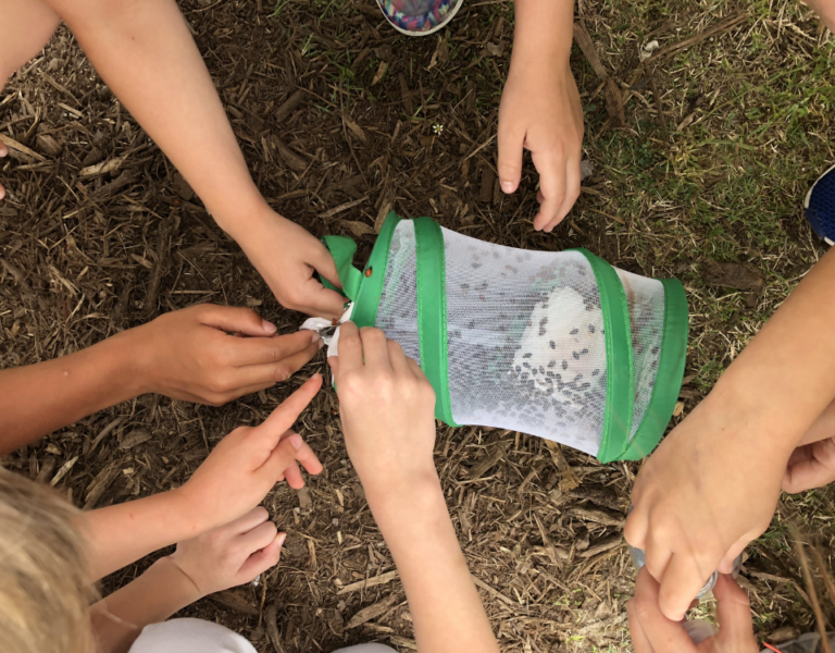 ladybug Life Cycle observation photo