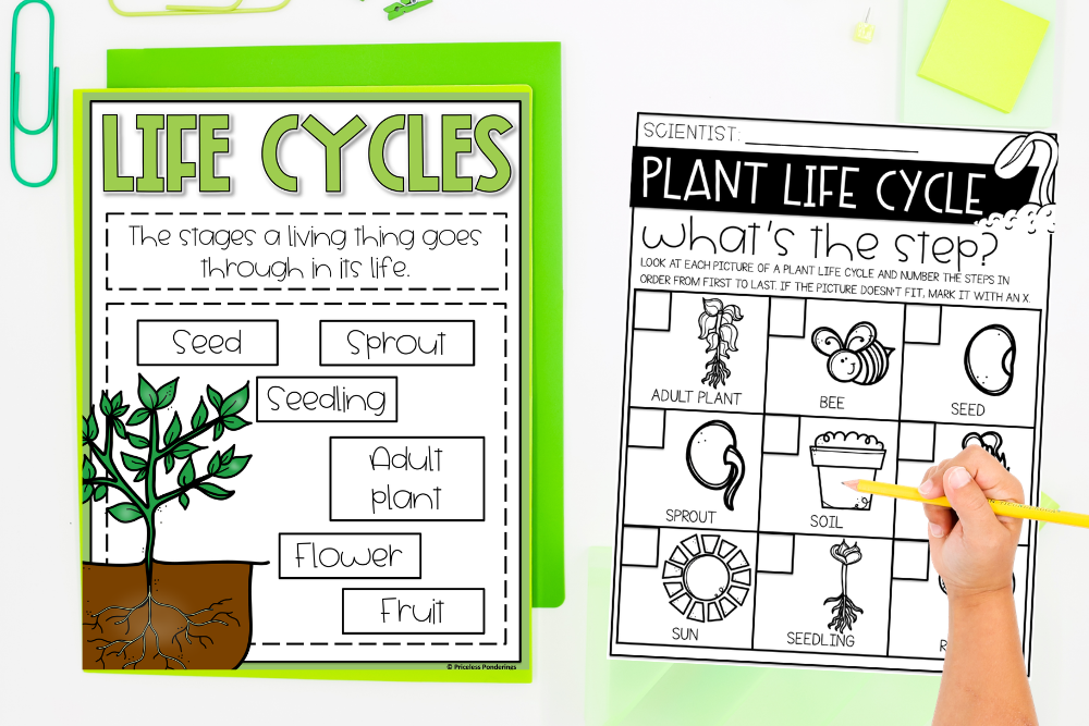 Life Cycle Activities for Kids (Plants & Animals Made Easy) A poster and a worksheet for kids to learn about the life cycle of a plant.