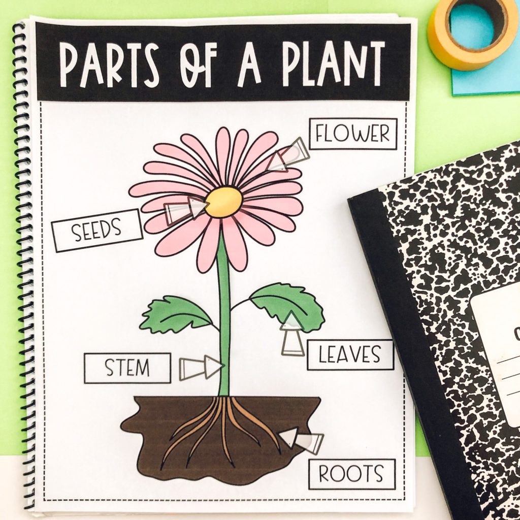 parts of a plant diagram for kids picture 