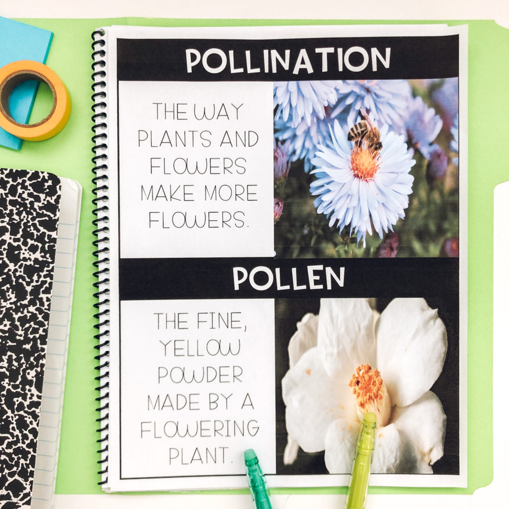 pollination vocabulary pictures