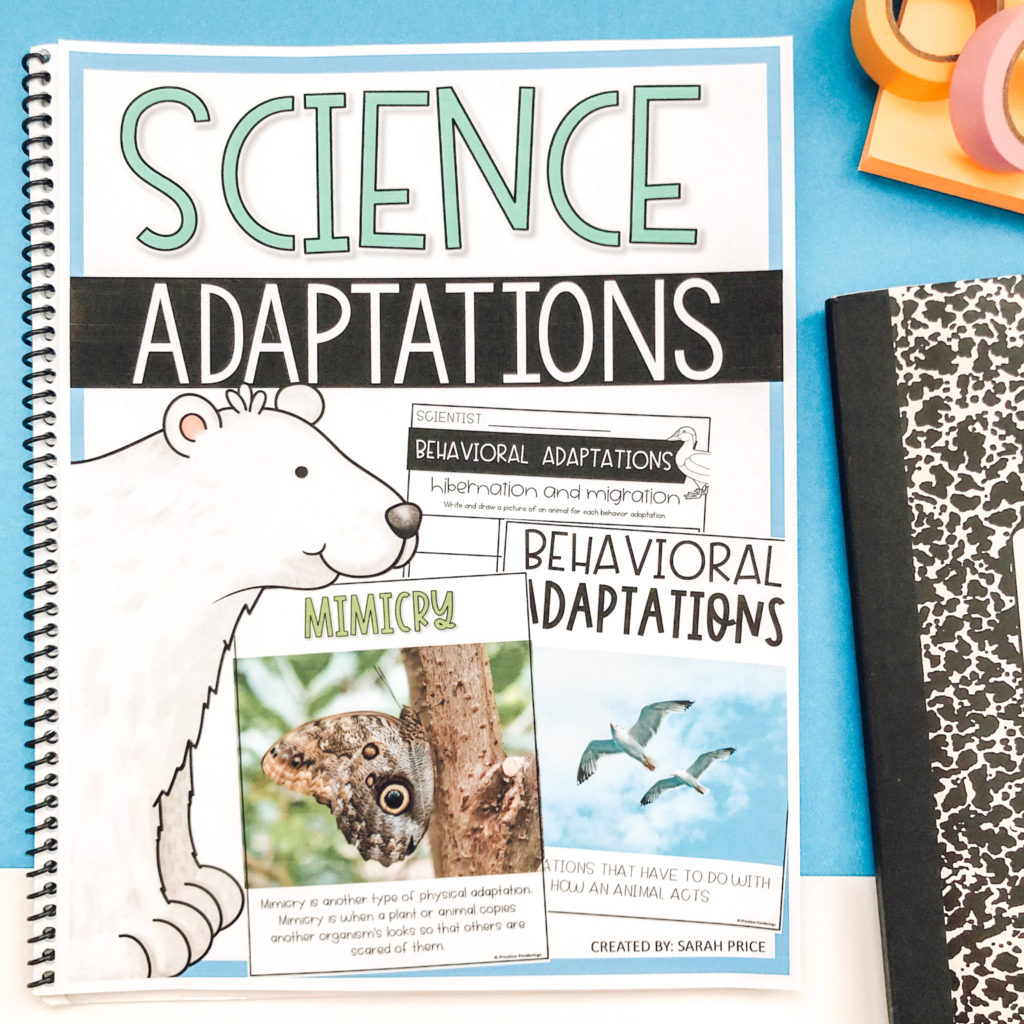 activities for animal adaptations blog post