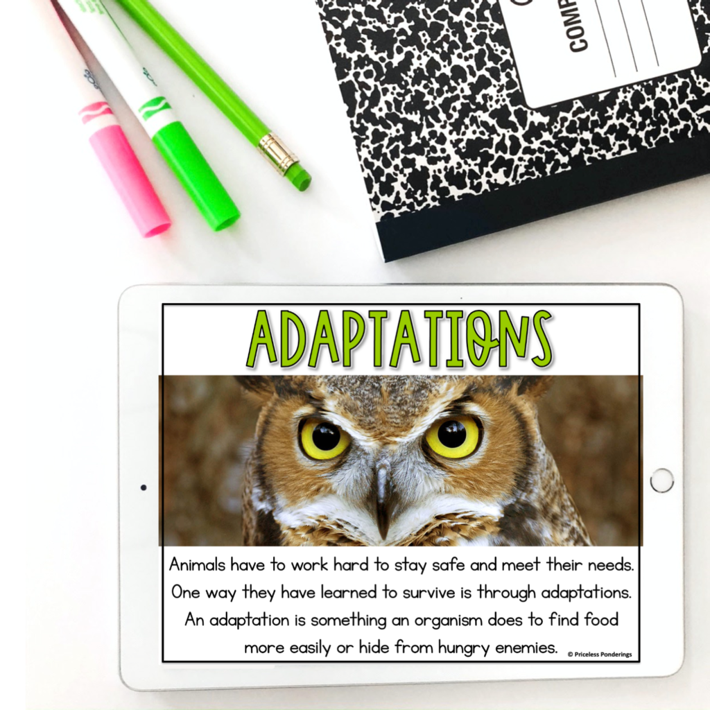 digital activities for animal adaptations blog post