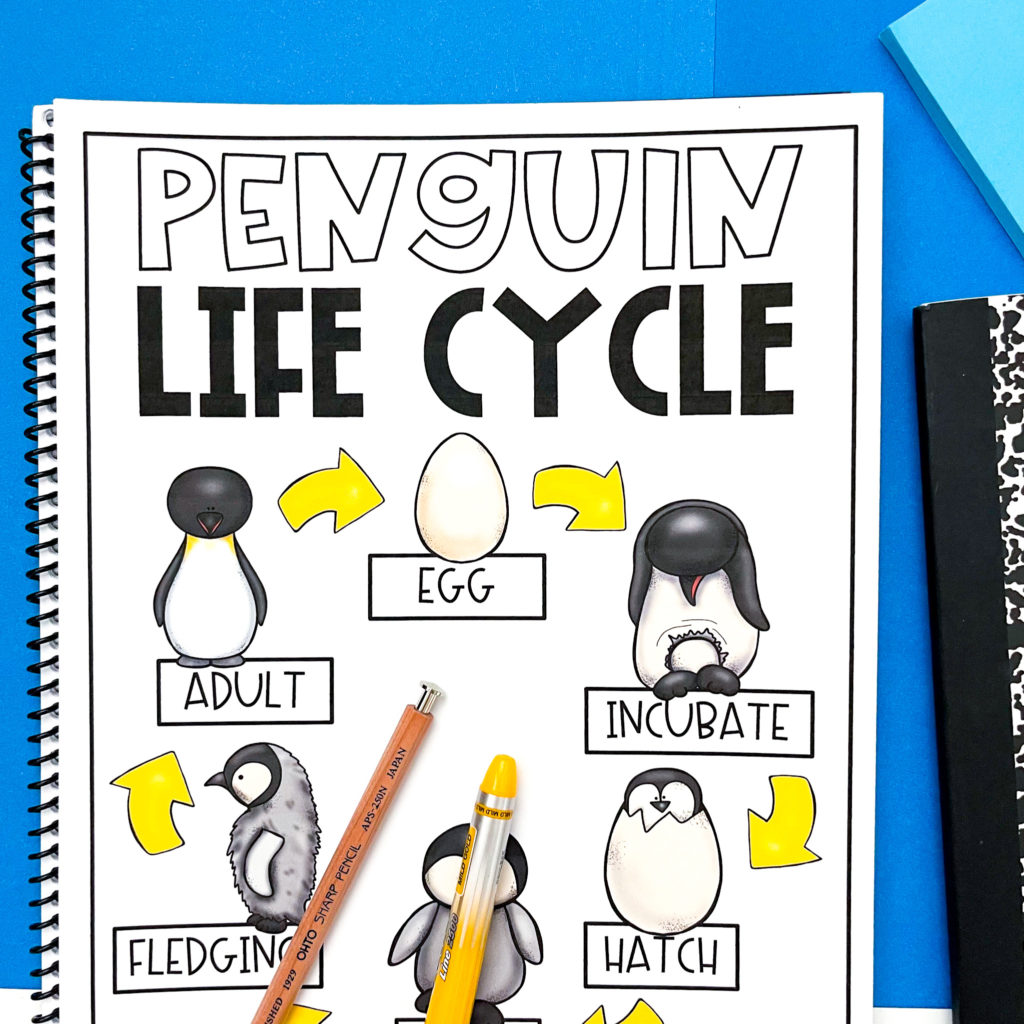 life cycle of a penguin anchor chart template picture 