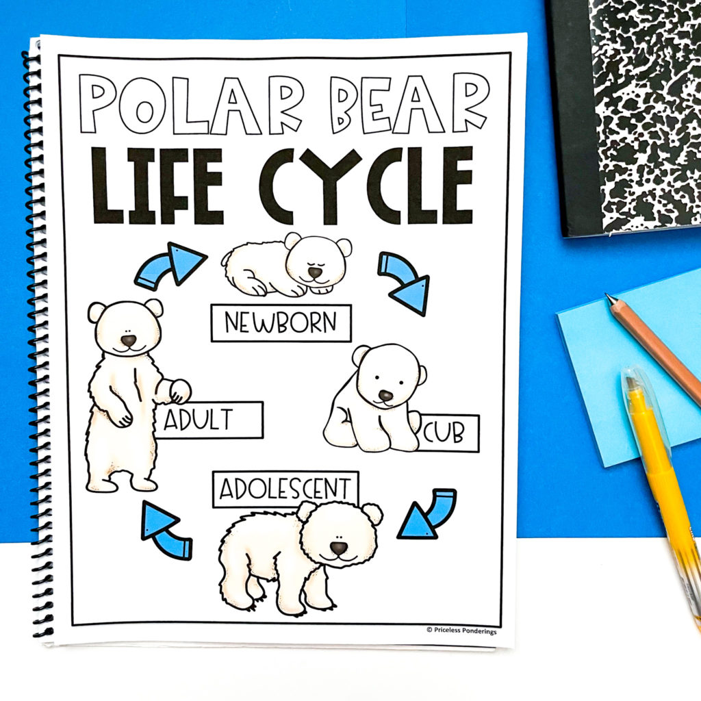 teaching about polar bears life cycle picture