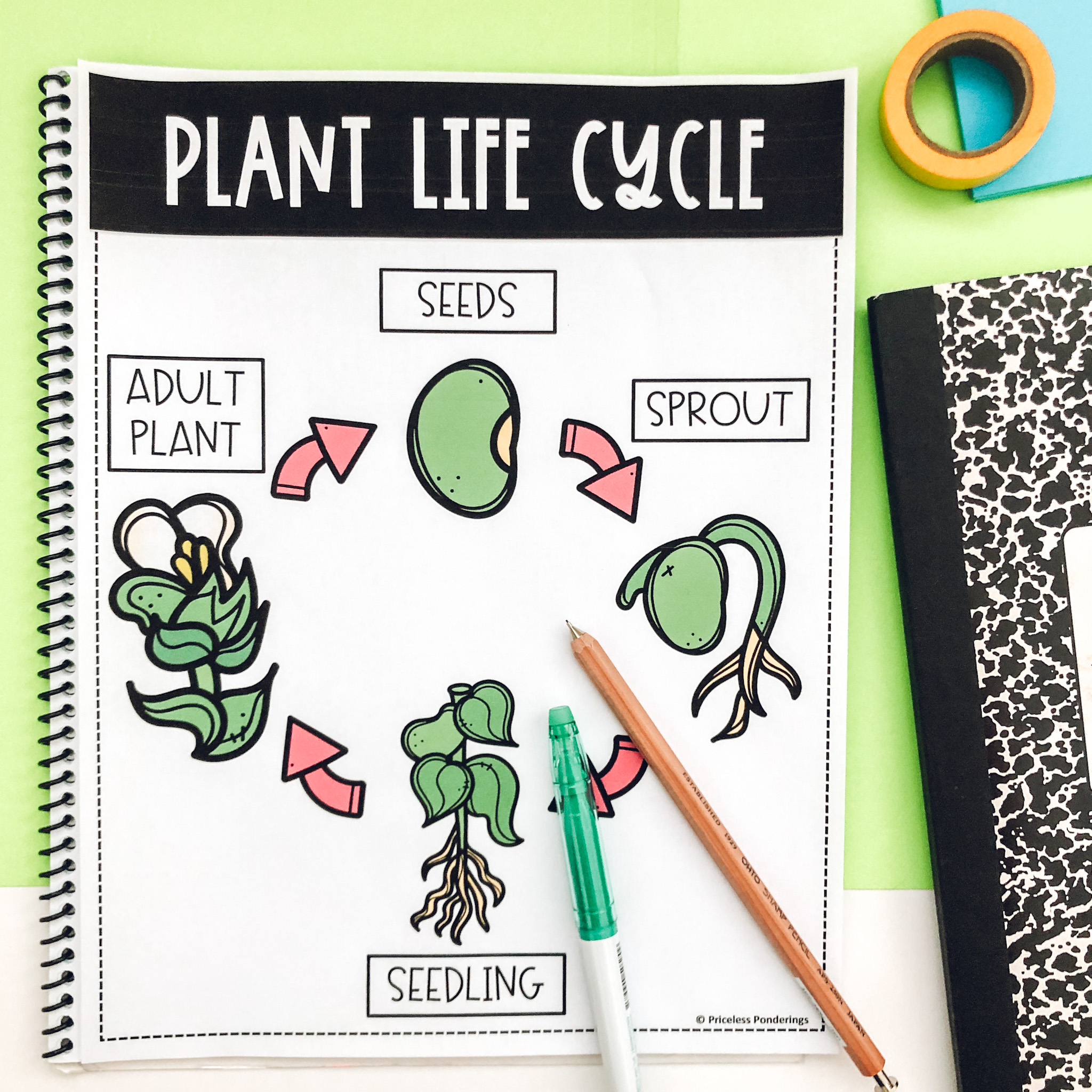 Fun Plant Life Cycle Activities (and how to teach them) - Priceless ...