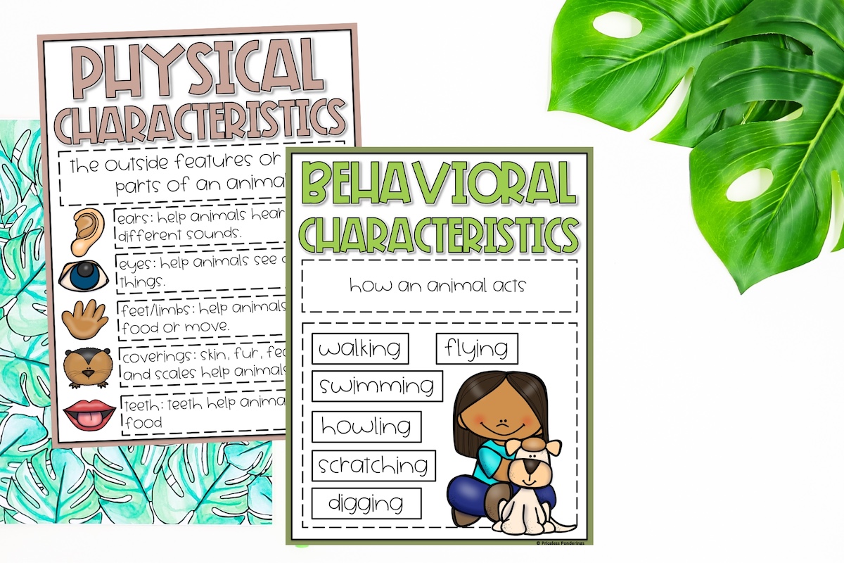 Life Science Made Simple with These Anchor Chart Examples This is a photo of a printable science poster. It is. a picture of two anchor charts for science and examples that teachers can copy to help them teach their class about the difference between physical and behavioral characteristics that animals have.