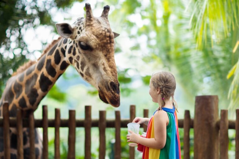 This is a picture of a girl feeding a giraffe at the zoo. This picture is an image for a blog post that helps parents and teachers find fun animal habitat worksheets for their kids to do over the summer.