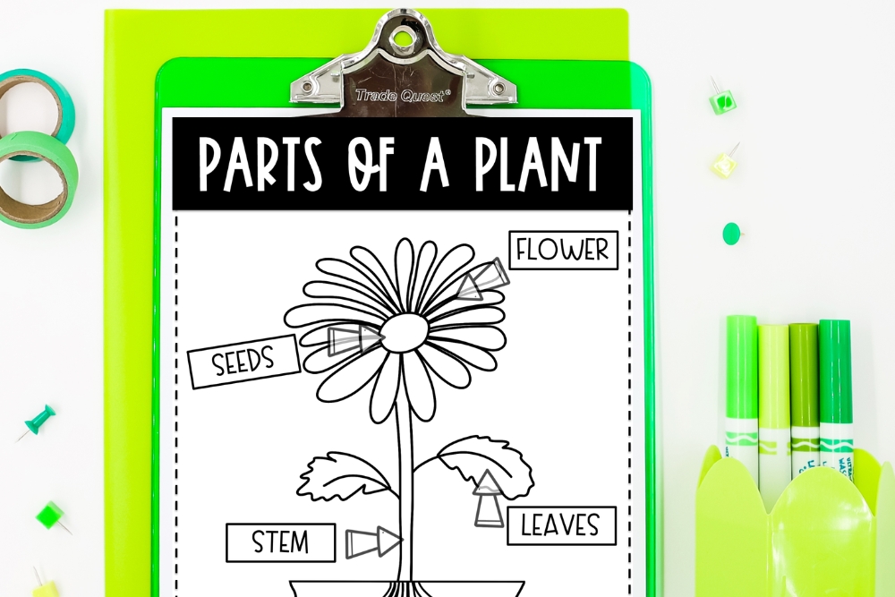 picture of a parts of a plant worksheets for kids to use to learn about plant life cycles in science class