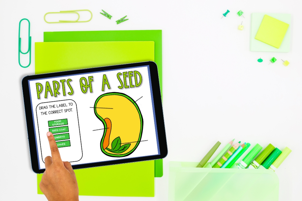 A picture of parts of a seed Google slides activities that teachers can use to teach their elementary students about the different parts of a seed.