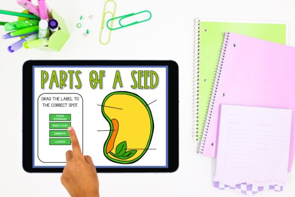 The Best End Of Year Science Activities For 2nd Grade