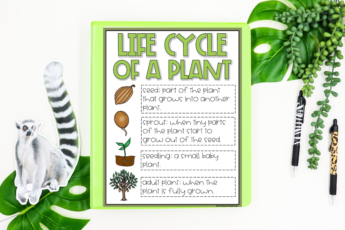 Life Science Made Simple with These Anchor Chart Examples This is a photo of an anchor chart for science. It is. a picture of a poster that teachers can copy to help them teach their class about the life cycle of a plant.